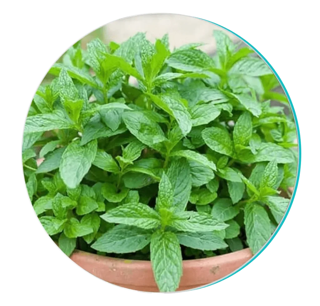 Fizzclean ingredients